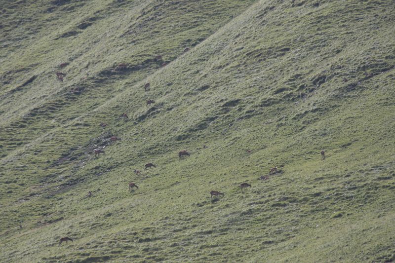 cervi nel parco nazionale svizzero